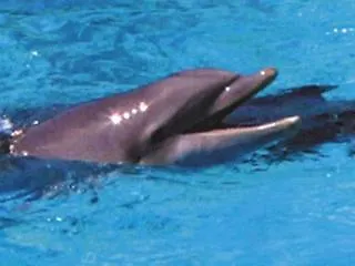 Solitude 2* ריצ'יונה